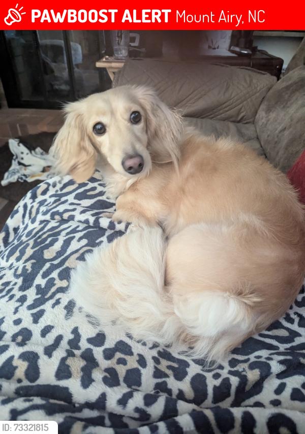 Lost Female Dog last seen Central United Methodist Church and North Main Street, Mount Airy, NC 27030