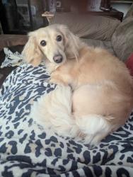 Lost Female Dog last seen Central United Methodist Church and North Main Street, Mount Airy, NC 27030