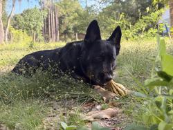 Reunited Female Dog last seen Handcock, Clermont, FL 34711
