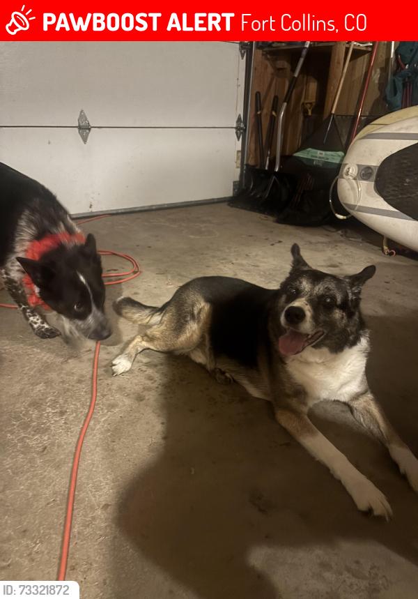 Lost Male Dog last seen Lake and deerfield, Fort Collins, CO 80521