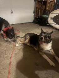 Lost Male Dog last seen Lake and deerfield, Fort Collins, CO 80521