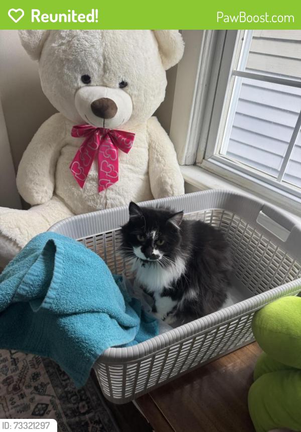 Reunited Female Cat last seen Keyes Ferry Acres, Jefferson County, WV 25425