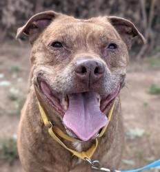 Shelter Stray Male Dog last seen SE Division and se 167th Ave, OR, 1700 W Historic Columbia River Hwy, Troutdale, OR 97060, USA