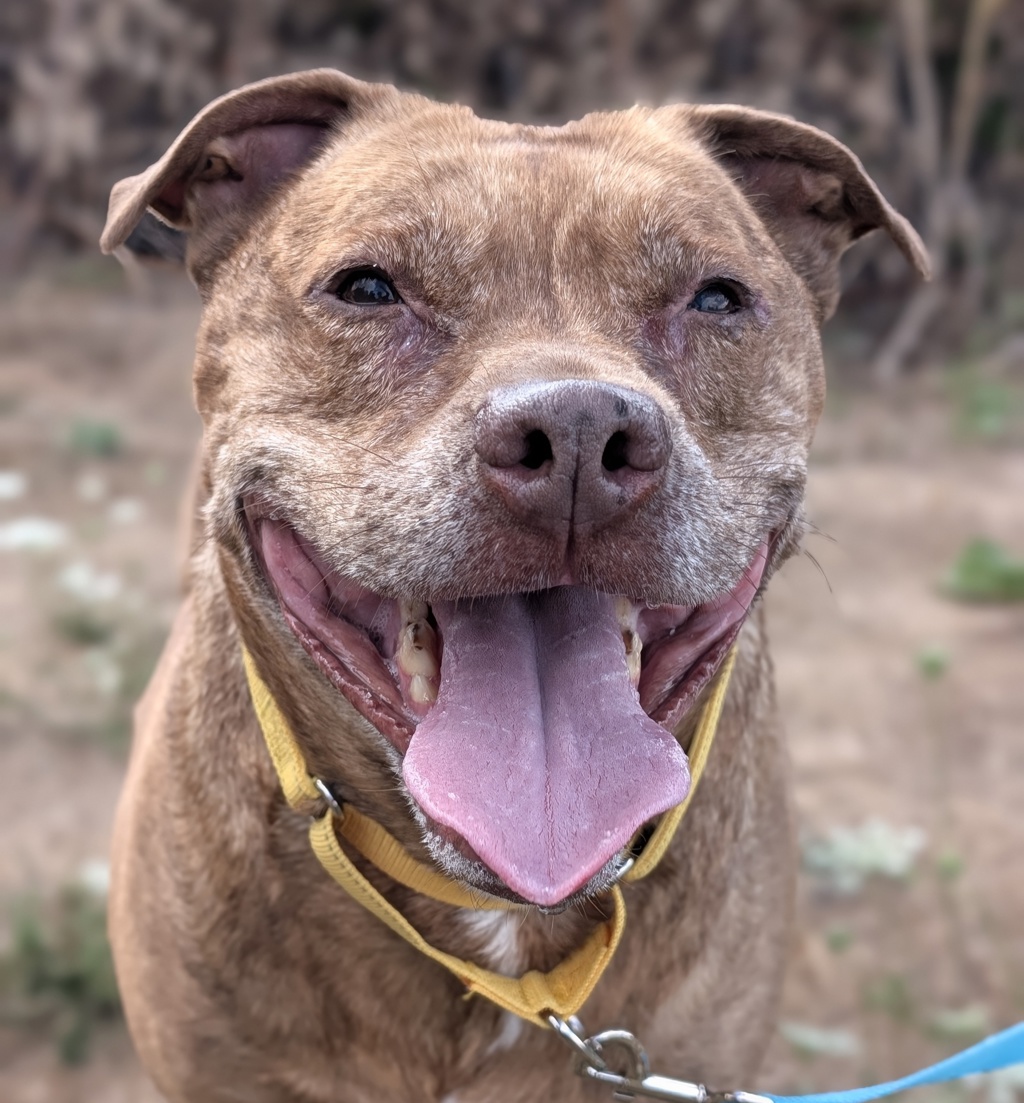 Shelter Stray Male Dog last seen SE Division and se 167th Ave, OR, 1700 W Historic Columbia River Hwy, Troutdale, OR 97060, USA