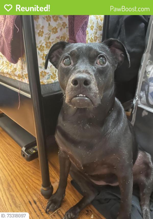Reunited Male Dog last seen Buena vista and Church St, Lemon Grove, CA 91945
