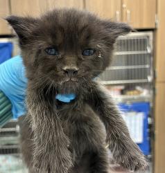 Shelter Stray Male Cat last seen Foster / 101st, PORTLAND, OR, 97266, 1700 W Historic Columbia River Hwy, Troutdale, OR 97060, USA