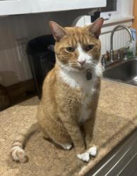 Reunited Male Cat last seen Vanderheyden and Hoyt intersection, Glens Falls, NY 12801