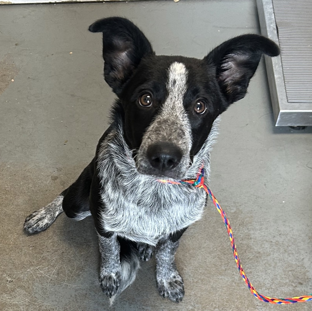 Shelter Stray Male Dog last seen Near E Ensign Vista Drive, SALT LAKE CITY, UT, 84103, 511 W 3900 S, Salt Lake City, UT 84123, USA