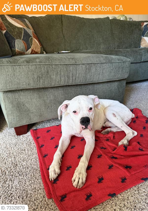 Found/Stray Male Dog last seen Cosumnes Dr, Stockton, CA 95219