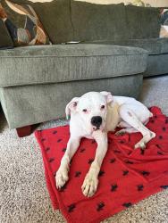 Found/Stray Male Dog last seen Cosumnes Dr, Stockton, CA 95219
