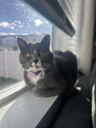 Lost Female Cat last seen Landmark lane, Magna, UT 84044