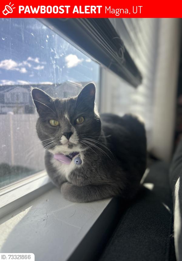 Lost Female Cat last seen Landmark lane, Magna, UT 84044