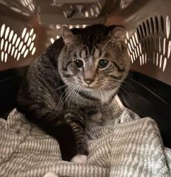 Shelter Stray Male Cat last seen Apt 801,1250 6th Avenue, San Diego, CA, 92101, 5500 Gaines St, San Diego, CA 92110, USA