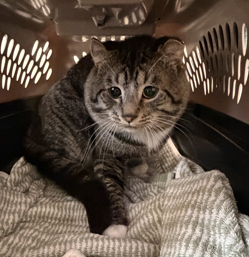Shelter Stray Male Cat last seen Apt 801,1250 6th Avenue, San Diego, CA, 92101, 5500 Gaines St, San Diego, CA 92110, USA