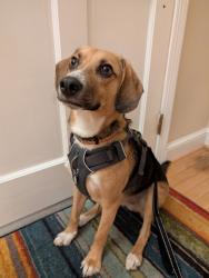 Reunited Male Dog last seen Linthicum Heights Library, Linthicum Heights, MD 21090