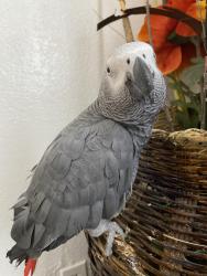 Lost Male Bird last seen Lobos St, San Francisco, San Francisco, CA 94112