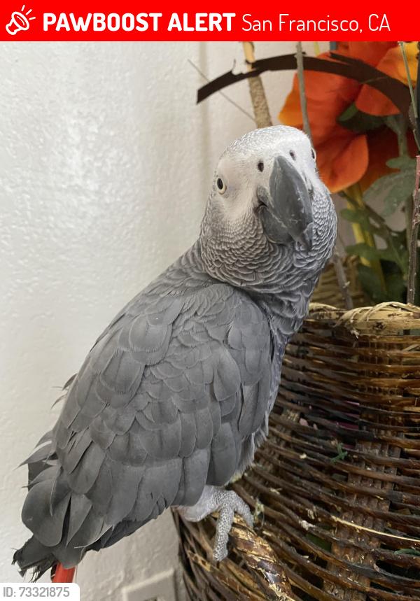 Lost Male Bird last seen Lobos St, San Francisco, San Francisco, CA 94112