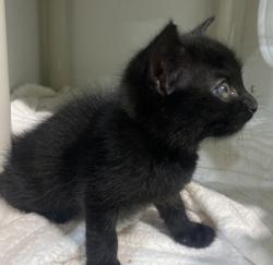 Shelter Stray Female Cat last seen East Village, San Diego, CA, 92101, 5500 Gaines St, San Diego, CA 92110, USA