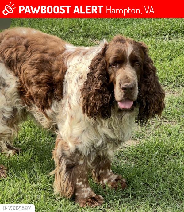Lost Male Dog last seen H2O apmts, Hampton, VA 23666