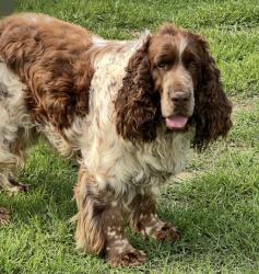 Lost Male Dog last seen H2O apmts, Hampton, VA 23666