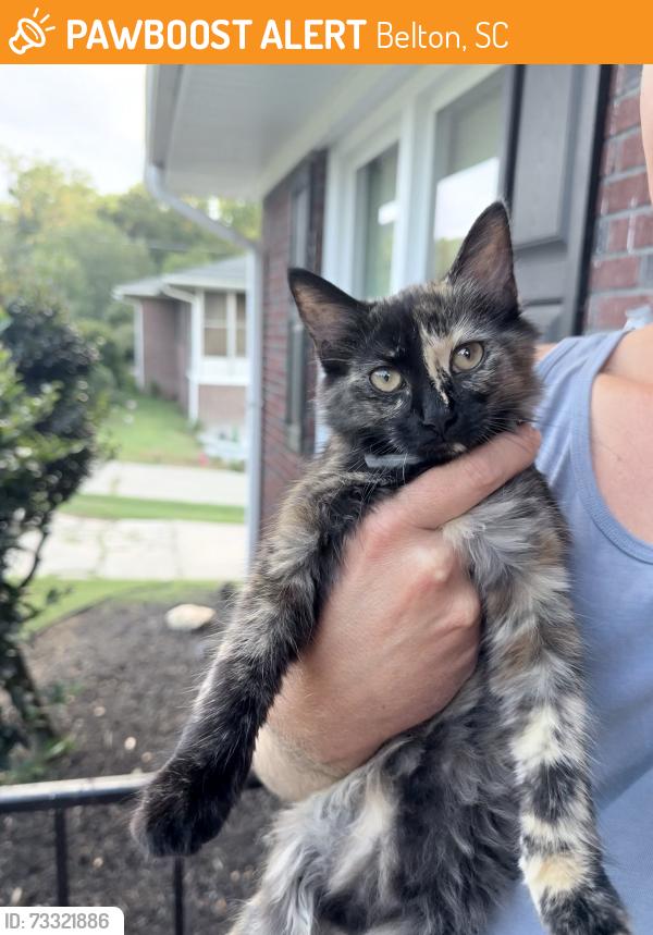 Found/Stray Unknown Cat last seen Hiawatha Drive Belton, SC, Belton, SC 29627