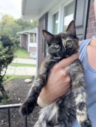 Found/Stray Unknown Cat last seen Hiawatha Drive Belton, SC, Belton, SC 29627
