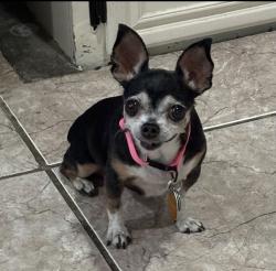 Lost Female Dog last seen Palomar x Gruwell x Cert, Wildomar, CA 92595