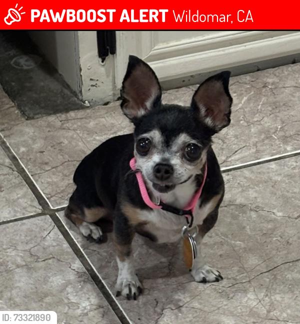 Lost Female Dog last seen Palomar x Gruwell x Cert, Wildomar, CA 92595