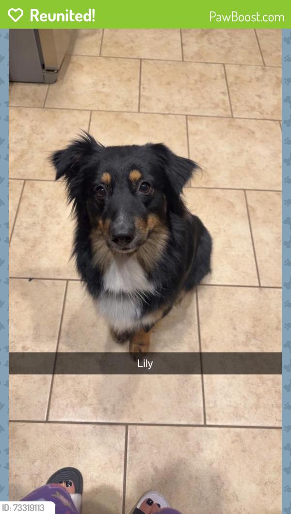 Reunited Female Dog last seen Glenfield Spring Lane, Harris County, TX 77389