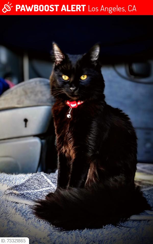 Lost Male Cat last seen 1st and Edinburgh, Los Angeles, CA 90048