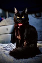 Lost Male Cat last seen 1st and Edinburgh, Los Angeles, CA 90048