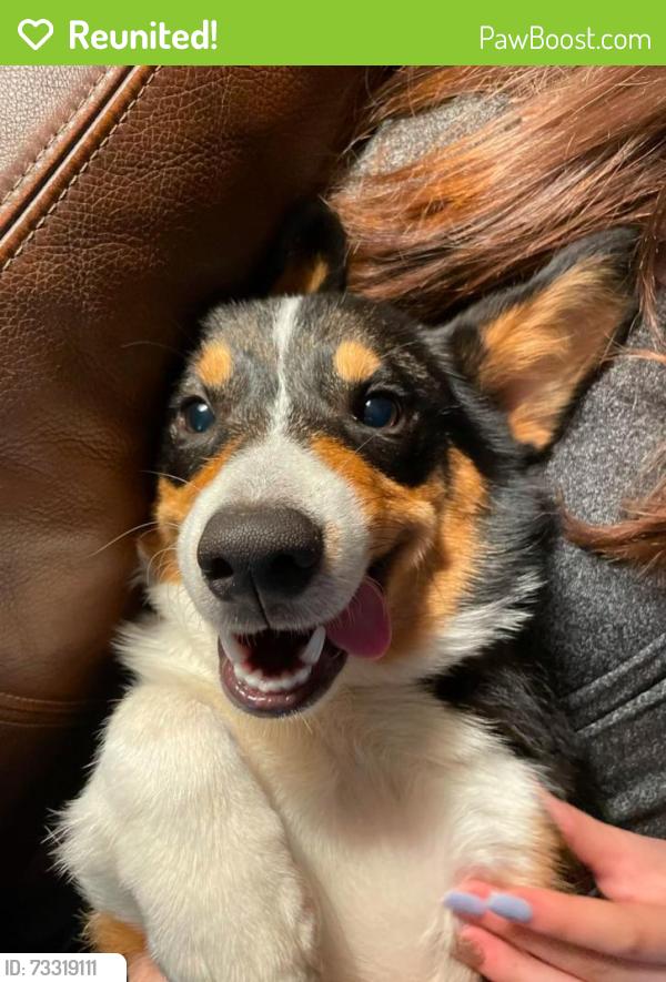 Reunited Male Dog last seen Glenfield Spring Lane, Harris County, TX 77389