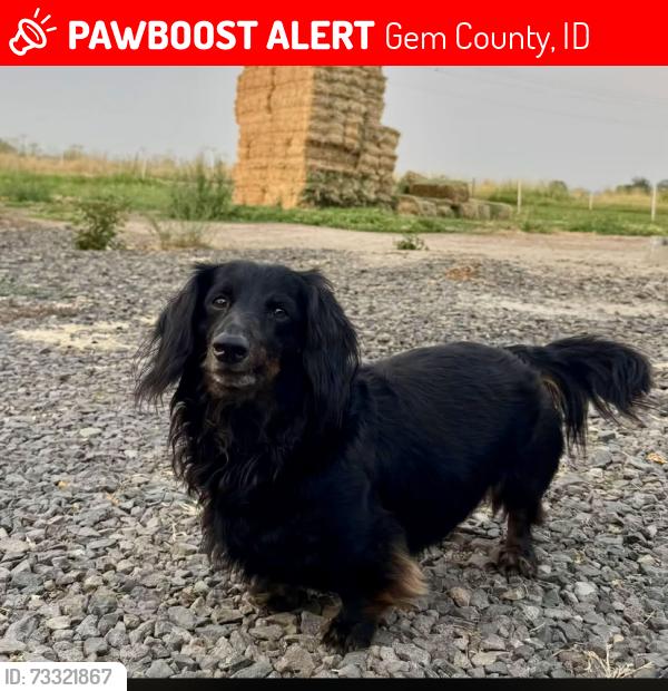 Lost Male Dog last seen Dewey Road Emmett, Gem County, ID 83617