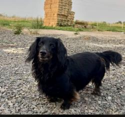 Lost Male Dog last seen Dewey Road Emmett, Gem County, ID 83617
