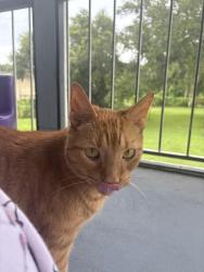 Reunited Male Cat last seen Conroy rd, Orlando, FL 32835