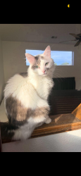 Lost Male Cat last seen E Lehigh Ave/ S Kirk Way, Aurora, CO 80013