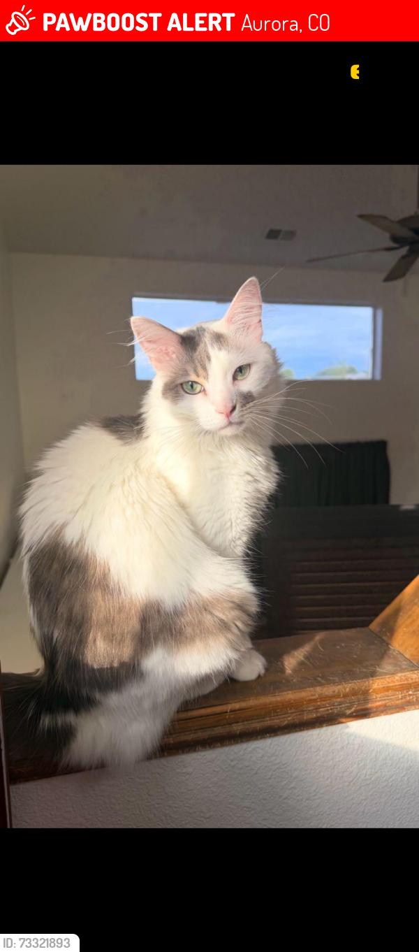 Lost Male Cat last seen E Lehigh Ave/ S Kirk Way, Aurora, CO 80013