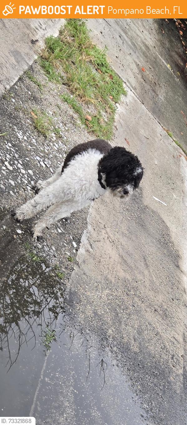 Found/Stray Unknown Dog last seen NW 16th Avenue and NW 2nd Street, Pompano Beach, FL 33069