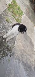Found/Stray Unknown Dog last seen NW 16th Avenue and NW 2nd Street, Pompano Beach, FL 33069