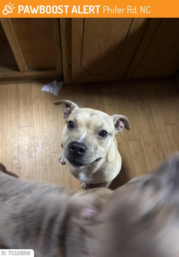 Found/Stray Male Dog last seen Fourth creek, Phifer Rd, NC 27013