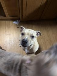 Found/Stray Male Dog last seen Fourth creek, Phifer Rd, NC 27013