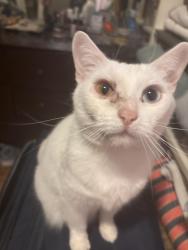 Lost Female Cat last seen Viau and Saint Zotique EAST, Montréal, QC H1T 2Y9