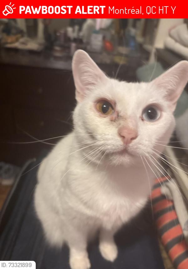 Lost Female Cat last seen Viau and Saint Zotique EAST, Montréal, QC H1T 2Y9