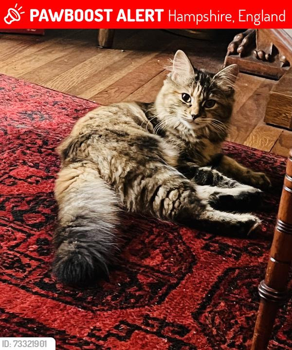 Lost Female Cat last seen Farnborough Sixth Form College, Hampshire, England 