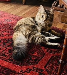 Lost Female Cat last seen Farnborough Sixth Form College, Hampshire, England 