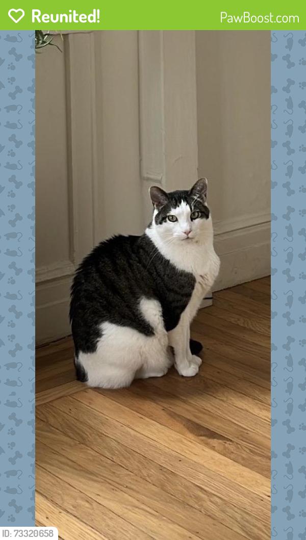 Reunited Male Cat last seen Near Alcatraz Ave, Oakland, CA 94618, USA, Oakland, CA 94618