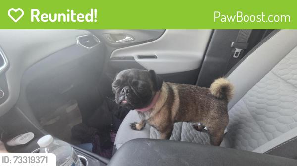 Reunited Female Dog last seen Ocotillo and 16th st, Phoenix, AZ 85016