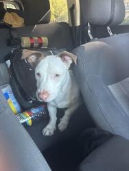 Found/Stray Male Dog last seen Hillsdale blvd, Sacramento, CA 95842