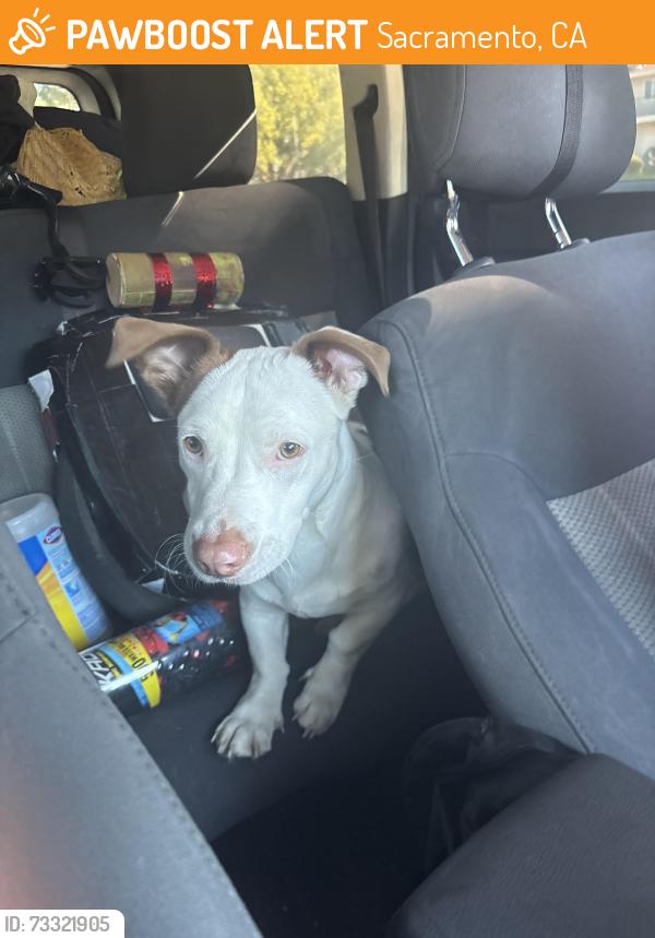 Found/Stray Male Dog last seen Hillsdale blvd, Sacramento, CA 95842