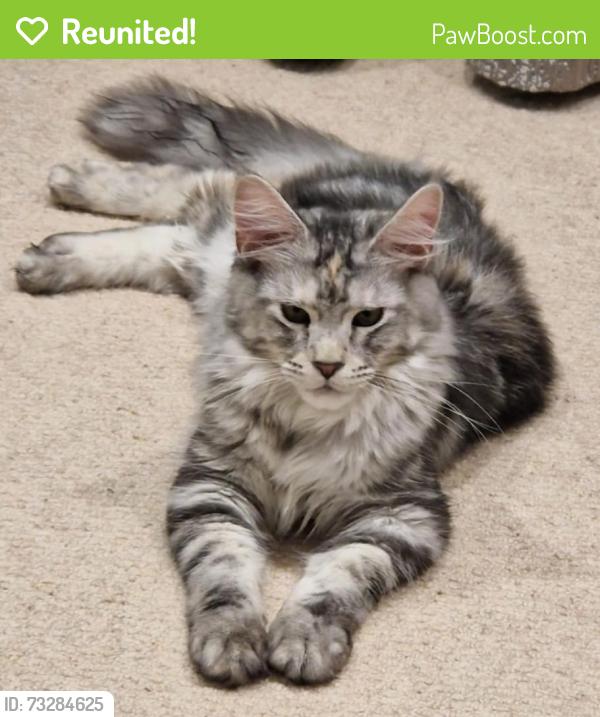 Reunited Female Cat last seen Wickford Runwell rd. ss11 7hg, Essex, England SS11 7HG
